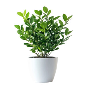 plant-1
